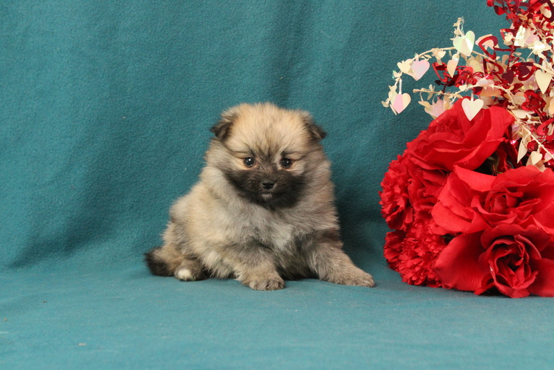 puppy, for, sale, Pomeranian, Matthew B. Stoltzfus, dog, breeder, Gap, PA, dog-breeder, puppy-for-sale, forsale, nearby, find, puppyfind, locator, puppylocator, aca